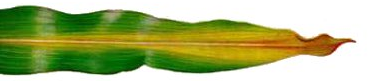 corn - N deficiency