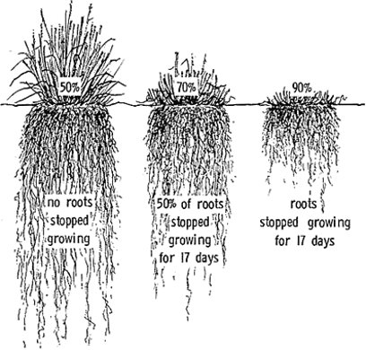 effect of mowing on root growth