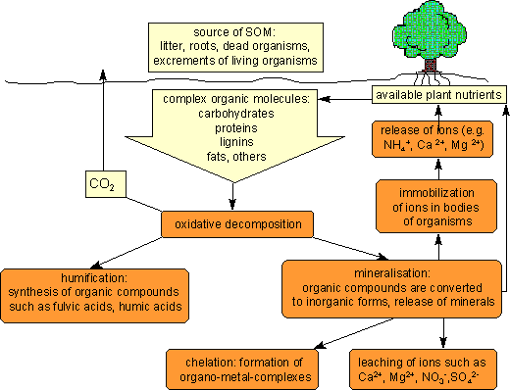 organic matter formation and utilization