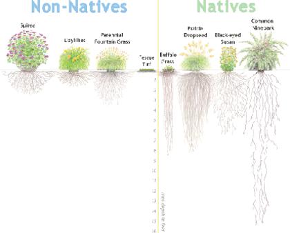 native plant root depth